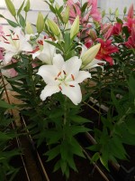 [4300 Forano VH No01.JPG]